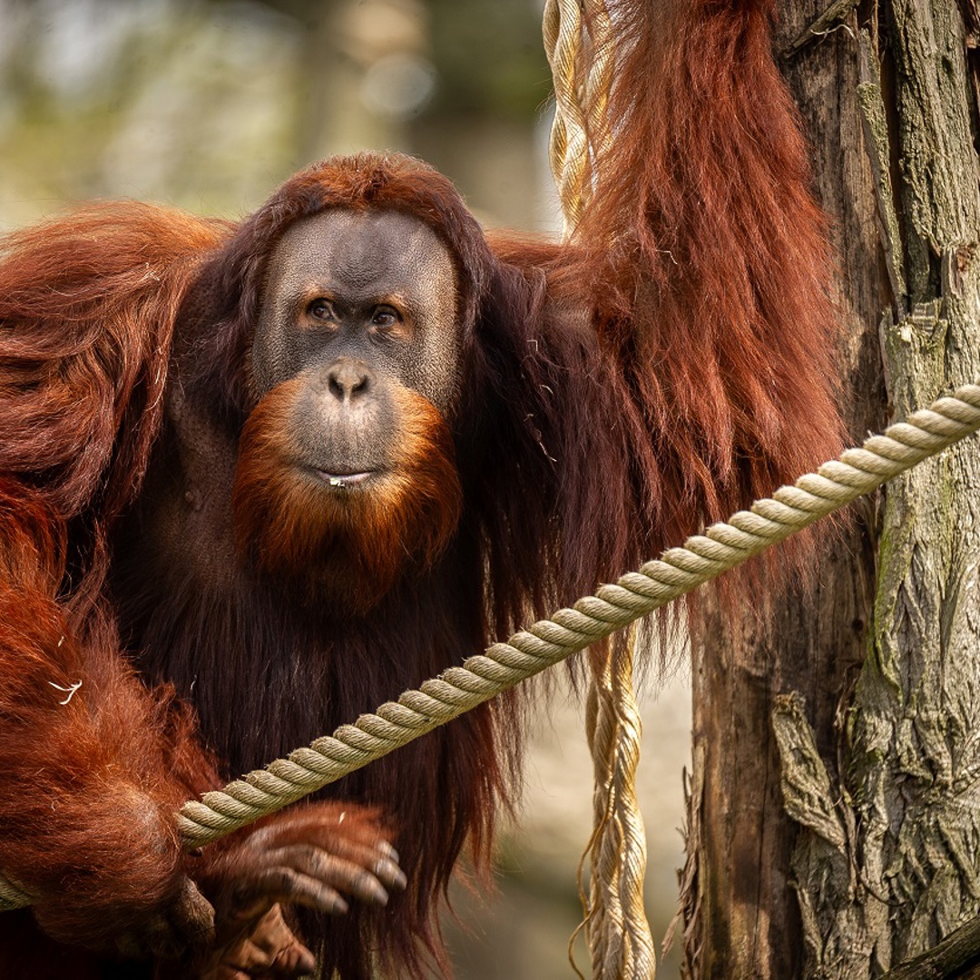 Zoo Planckendael Nieuw